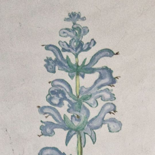 08 WIESENSALBEI