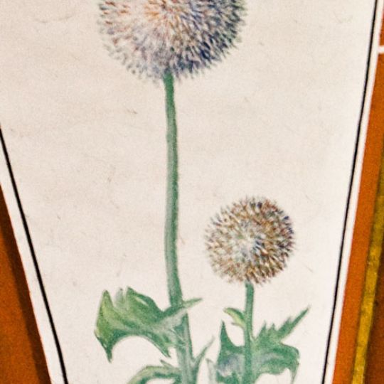 31 KUGELDISTEL